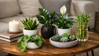 Best Indoor Plants for Coffee Tables and Small Spaces