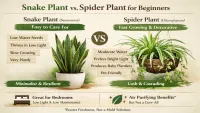 Best Indoor Plants for Beginners: Snake Plant vs Spider Plant (Which One Is Better?)