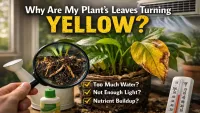 Why Indoor Plants Get Yellow Leaves Even With Proper Care (Hidden Causes)