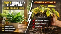 Why Nursery Plants Die After Bringing Them Home (Hidden Reasons)