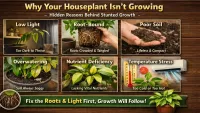 The Hidden Reason Your Indoor Plants Are Not Growing (Solved)