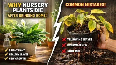 Why Nursery Plants Die After Bringing Them Home (Hidden Reasons)