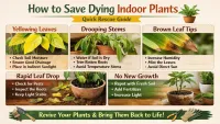5 Signs Your Indoor Plant Is About to Die (Save It NOW!)