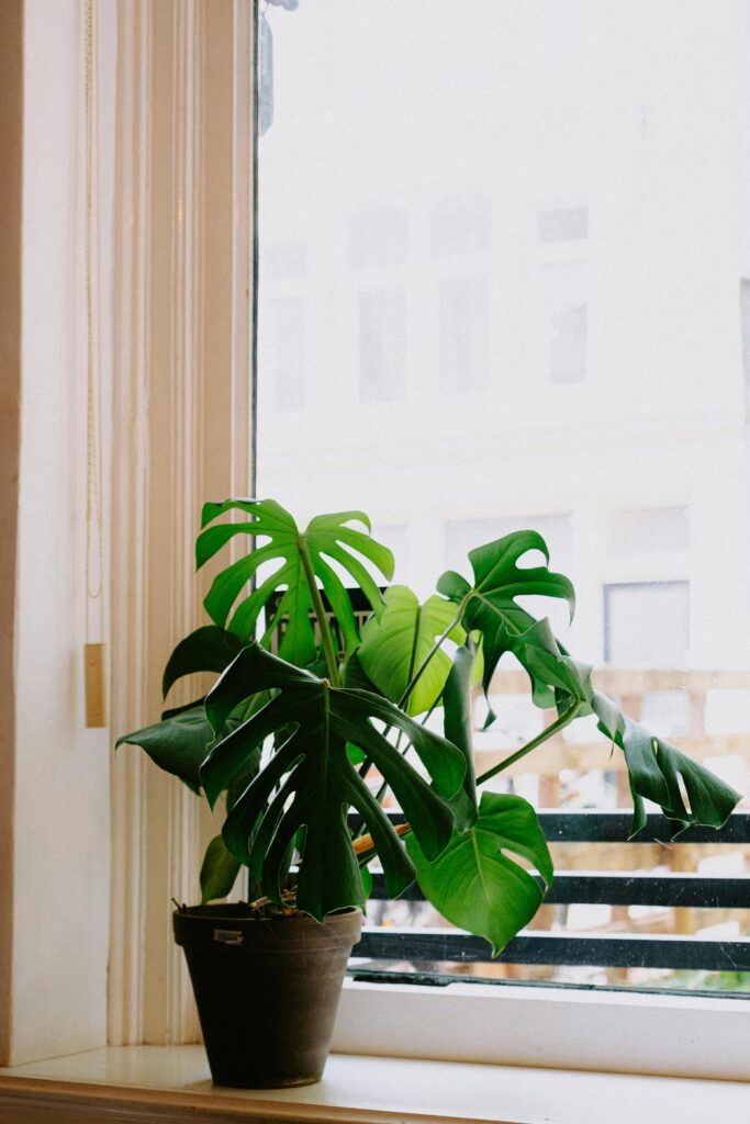 Plant in Flowerpot on Windowsill